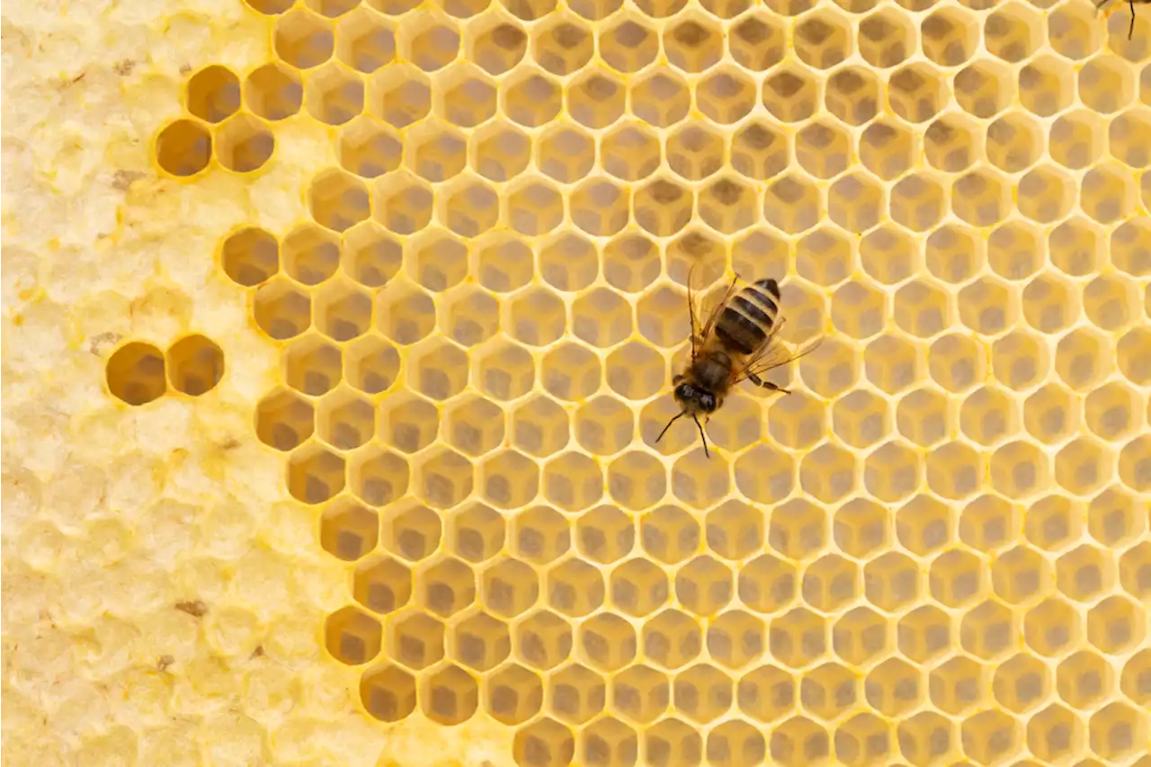 Yes, Some Pollinators Need Saving — But Honeybees Are Actually Doing Just Fine