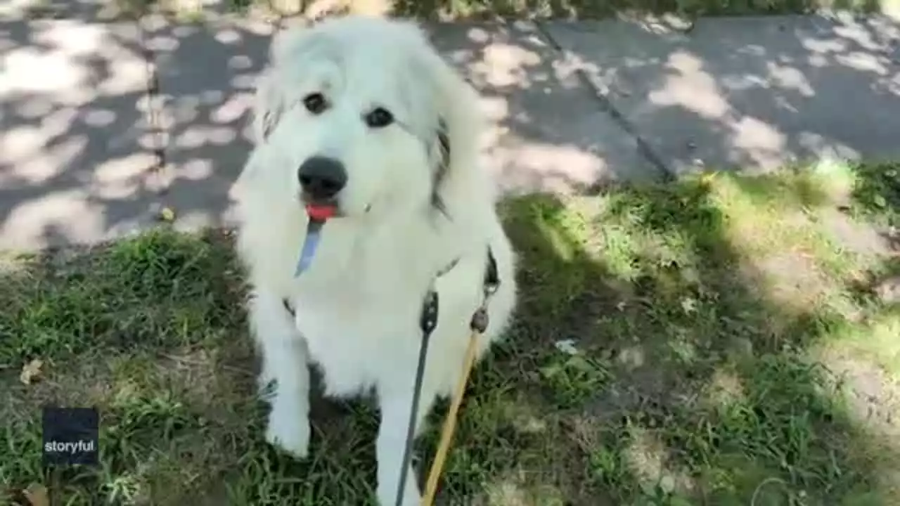 Watch: Great Pyrenees won’t drop weapon despite desperate pleas from dog-walker