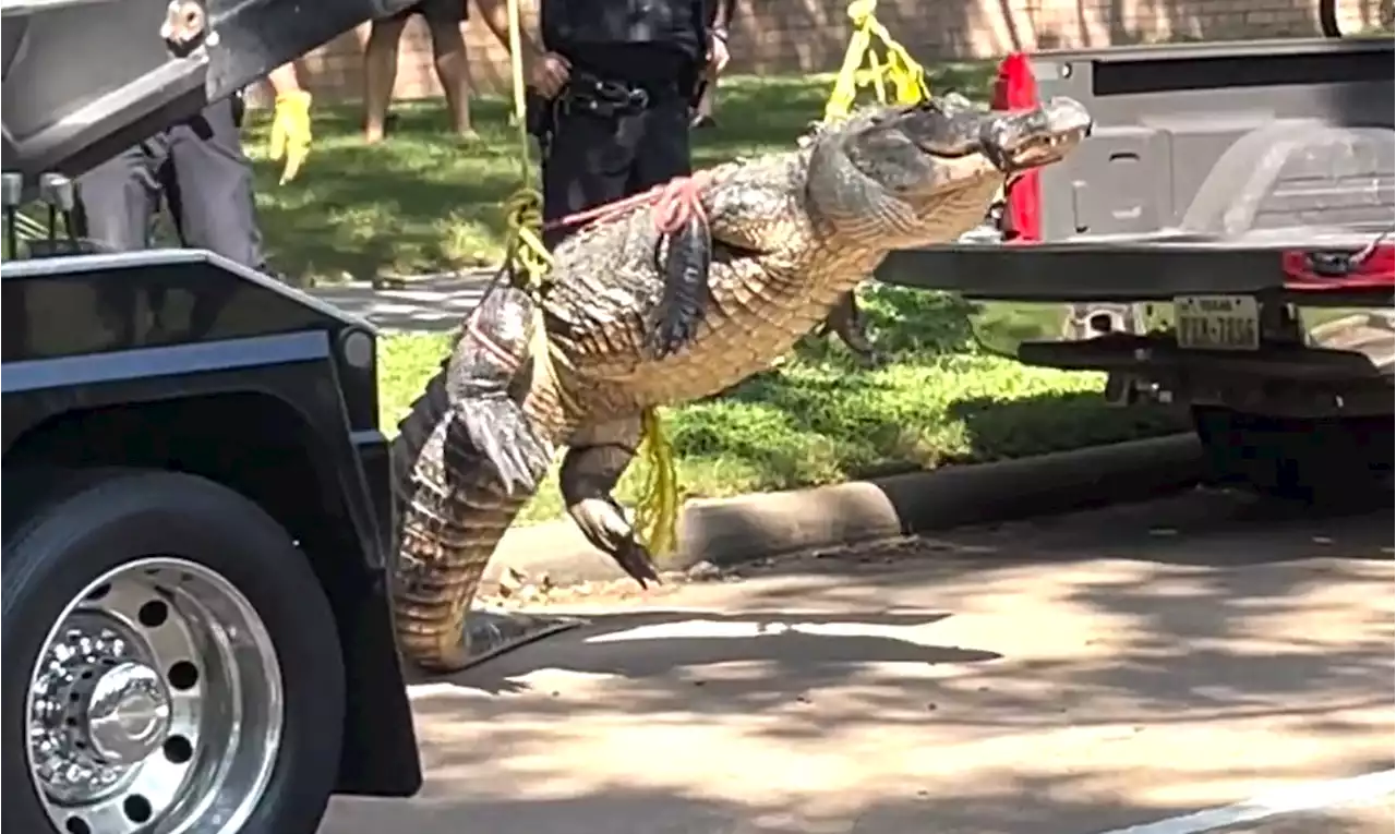 400-pound alligator, possibly looking for love, strolls through Fort Bend neighborhood