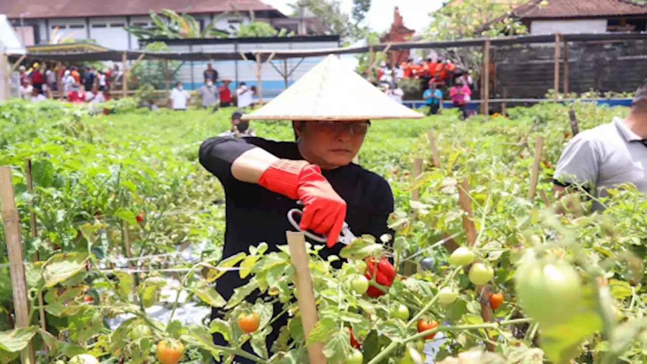 Serahkan Sembako, Bupati Giri Prasta Panen Kebun dan Ikan di Dalung