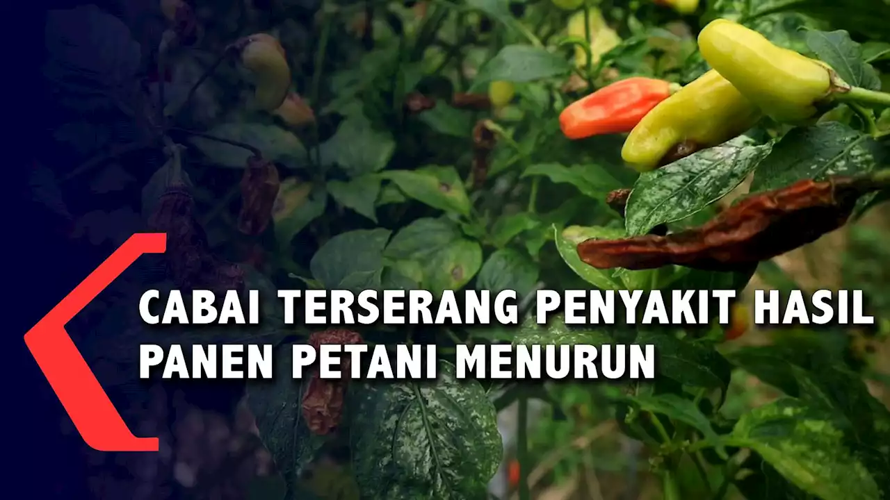 Cabai Terserang Penyakit Hasil Panen Petani Menurun