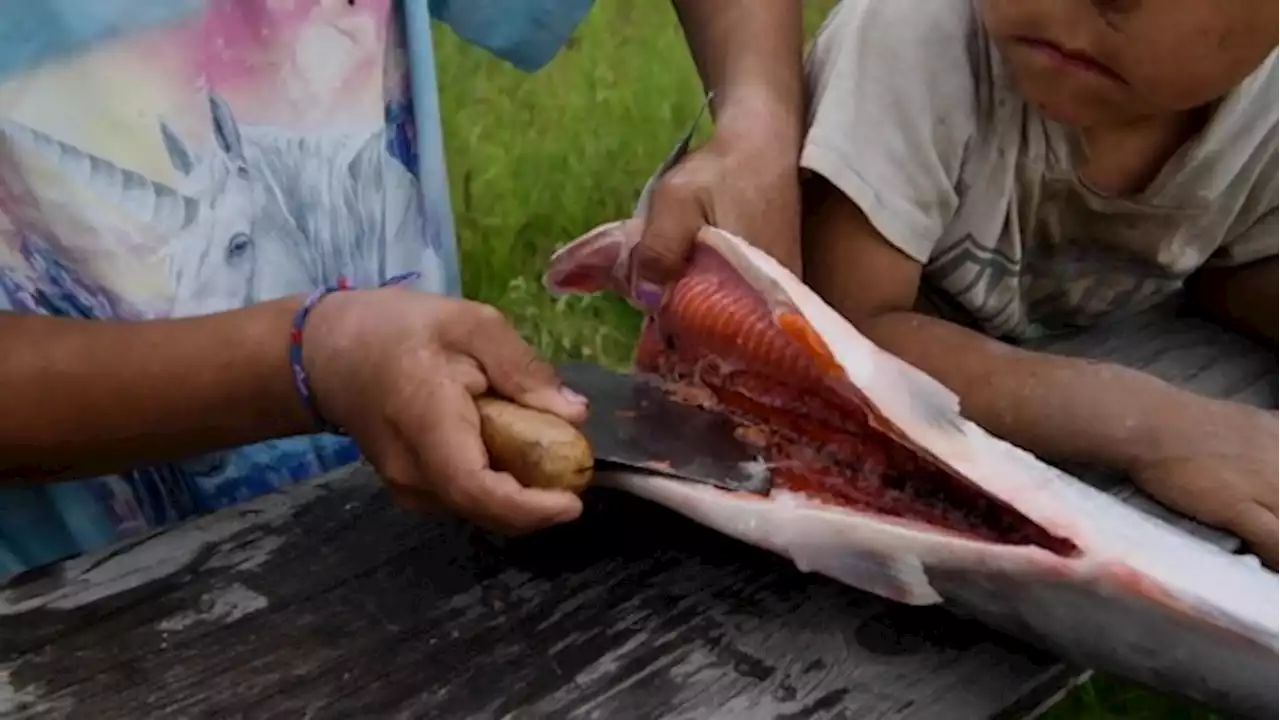 Watch: With the salmon collapse on the Yukon River, families are losing a vital food source and way of life