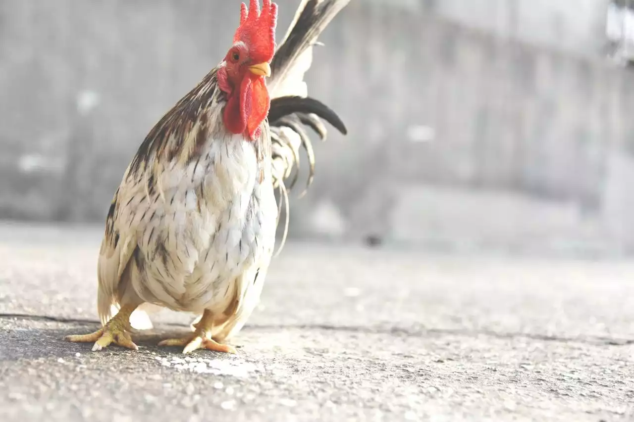 Quesiti linguistici | Perché si dice «prendere gallo»? Risponde la Crusca - Linkiesta.it