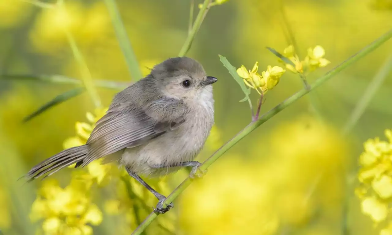 Meet the bushtits, a tiny, adorable bird unlike any other on the continent