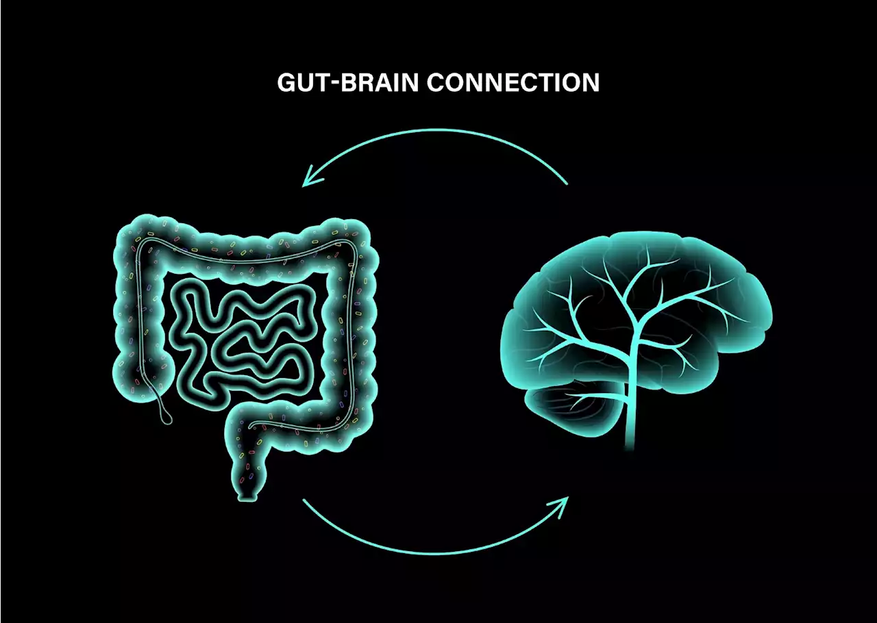 Study reveals gut-brain circuits drive cravings for fatty foods