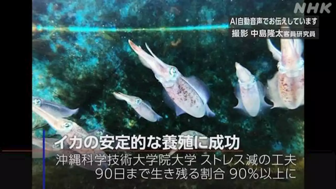 イカの安定的な養殖に成功 商業化目指す 沖縄科学技術大学院大 | NHK