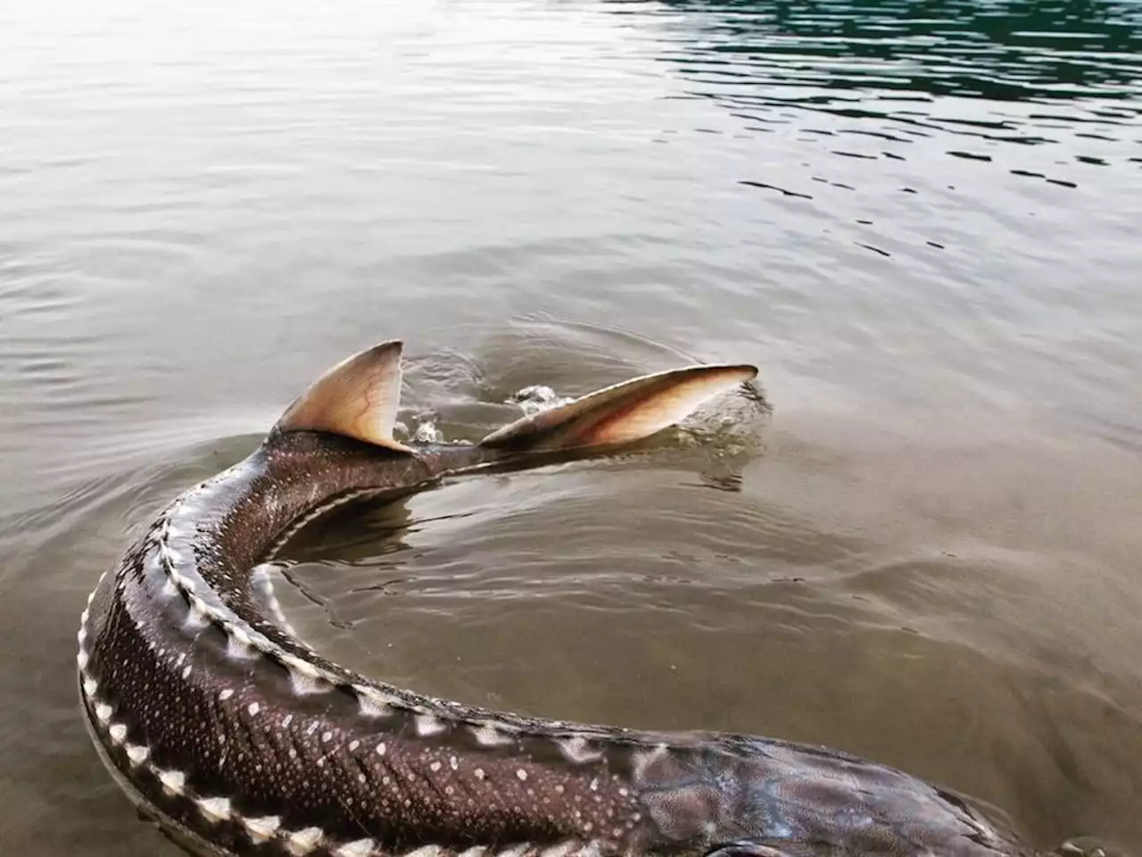 River mystery: what is killing the giant sturgeon of B.C.'s Nechako River?