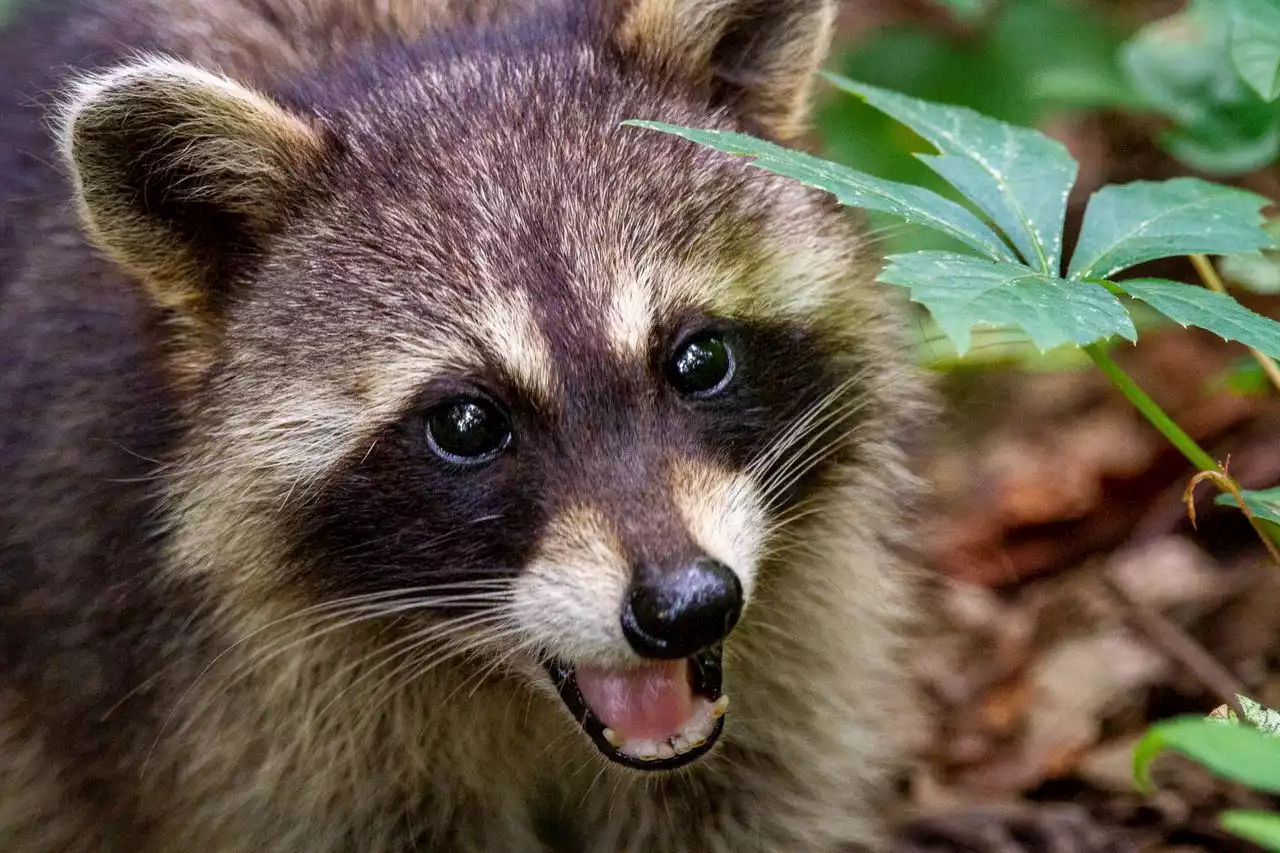 Pennsylvania woman finds raccoon hanging out in hammock