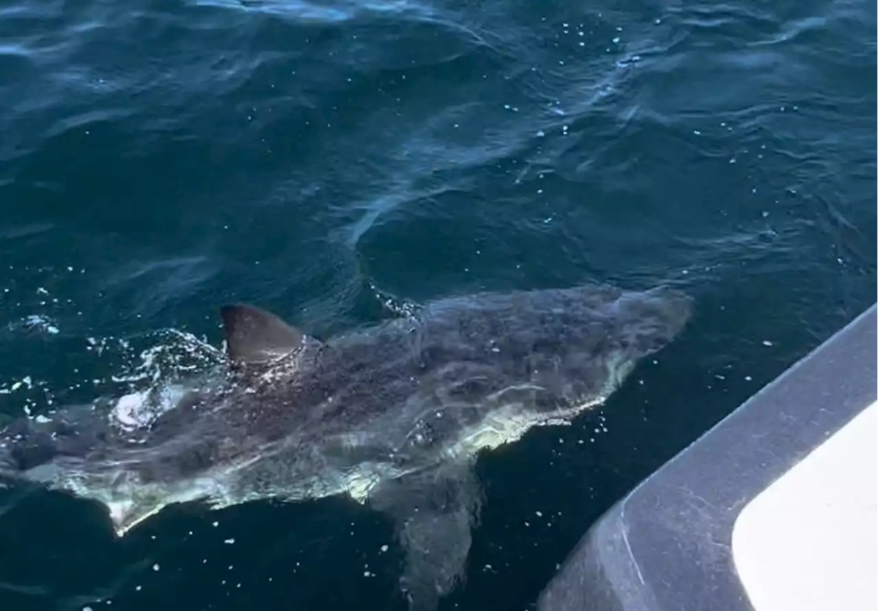 P.E.I. fisher spots great white shark killing and eating a grey seal | SaltWire