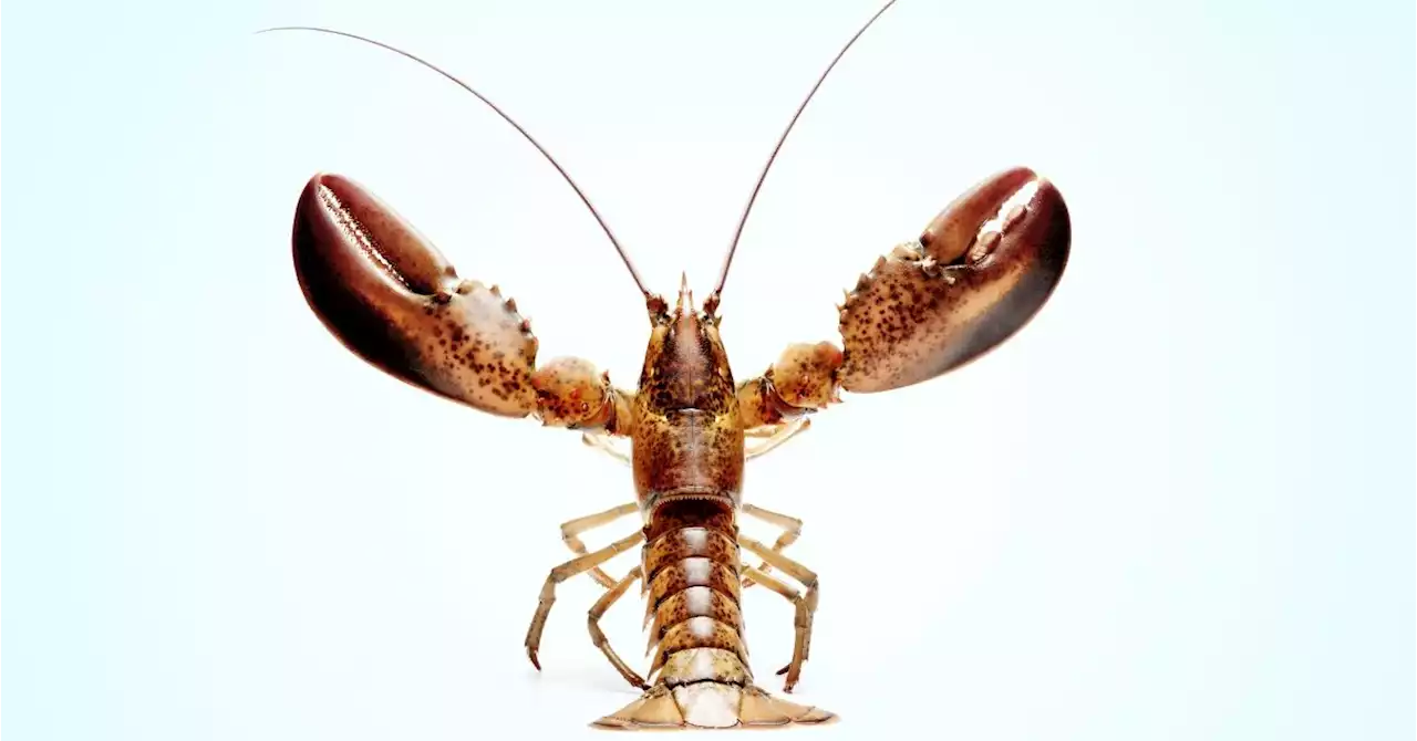 Lobsters ‘Pee’ Out of Their Faces. Here's Why ...