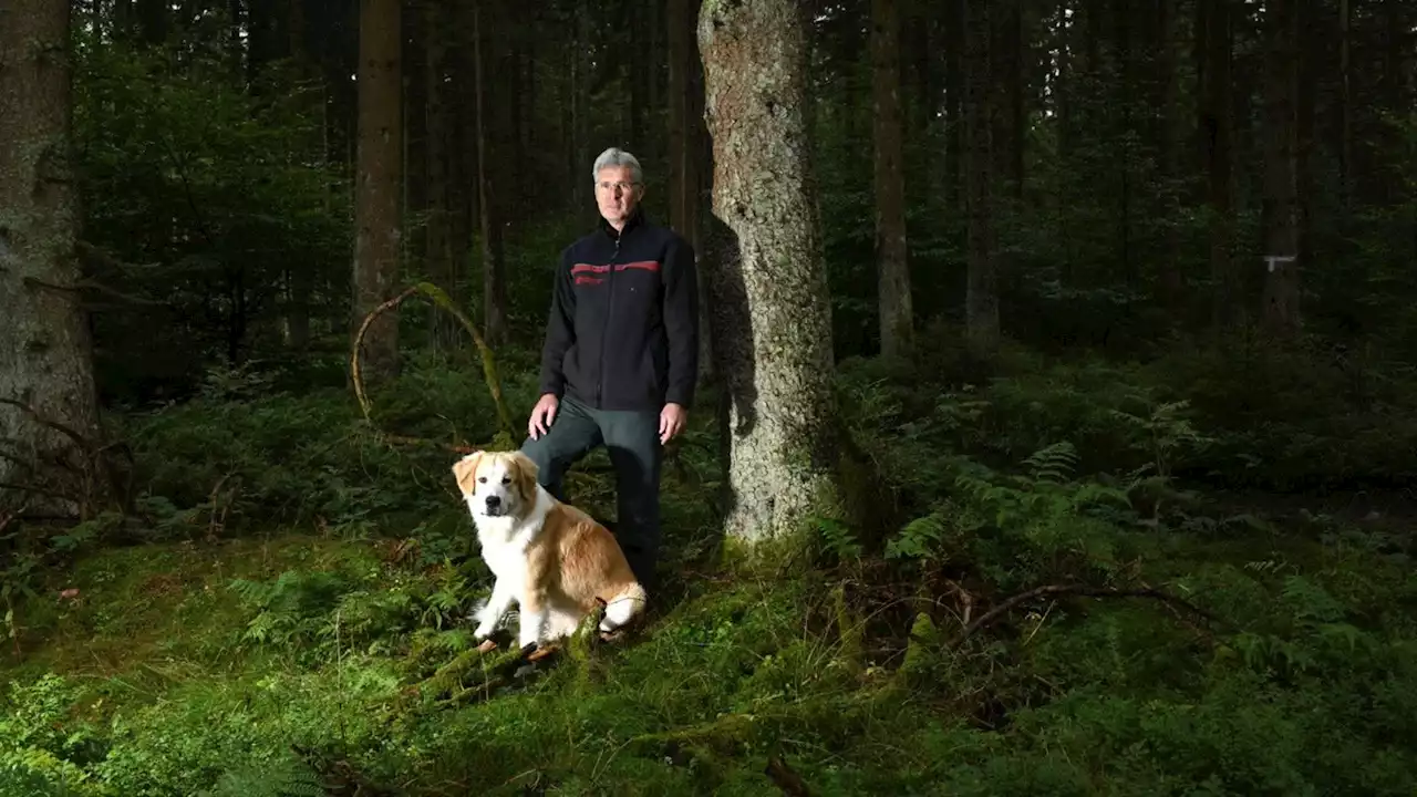 Waldbrand: Ein Förster im Interview über die Zukunft unserer Wälder (stern+)