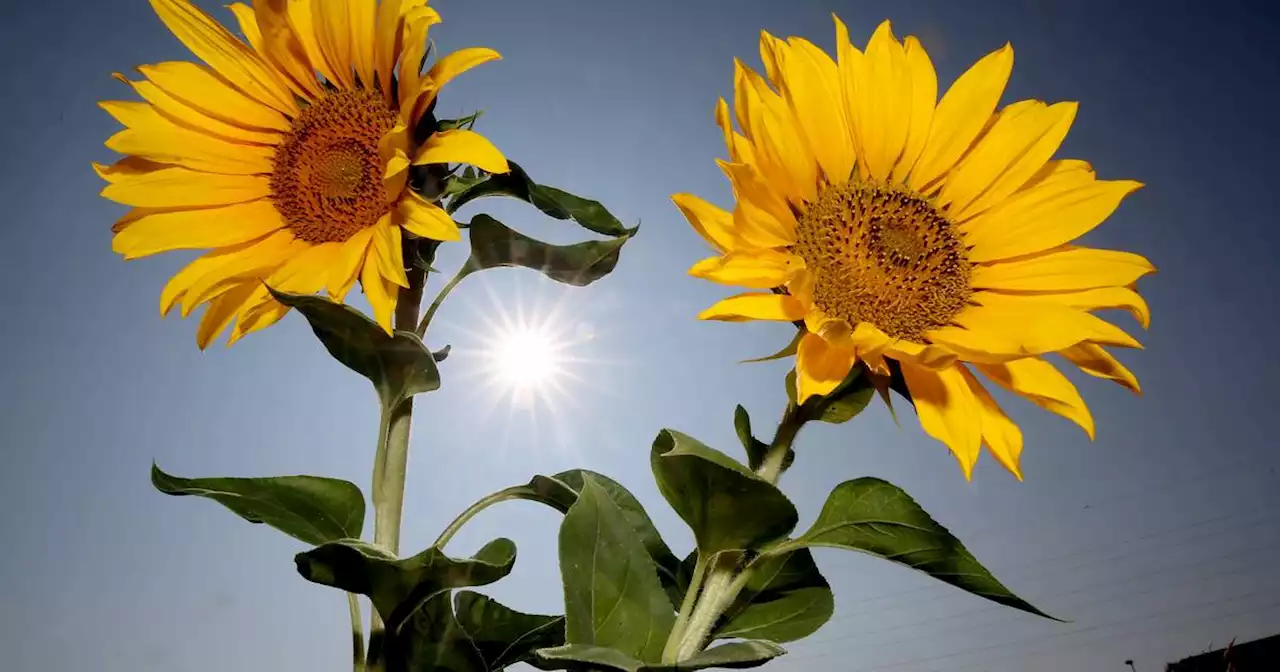 Wetter im Saarland: Die Woche startet sonnig und mit spätsommerlichen Temperaturen