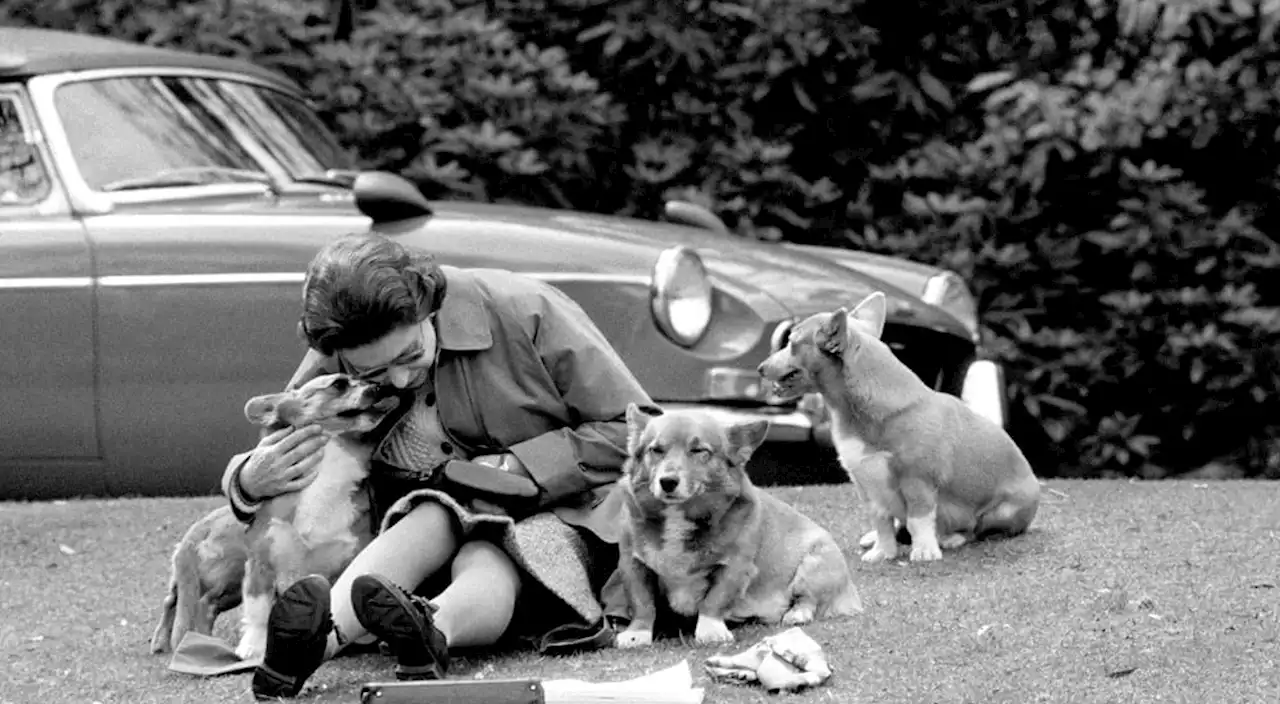 What happens to the Queen's corgis? Why Prince Andrew will look after Elizabeth II's dogs after