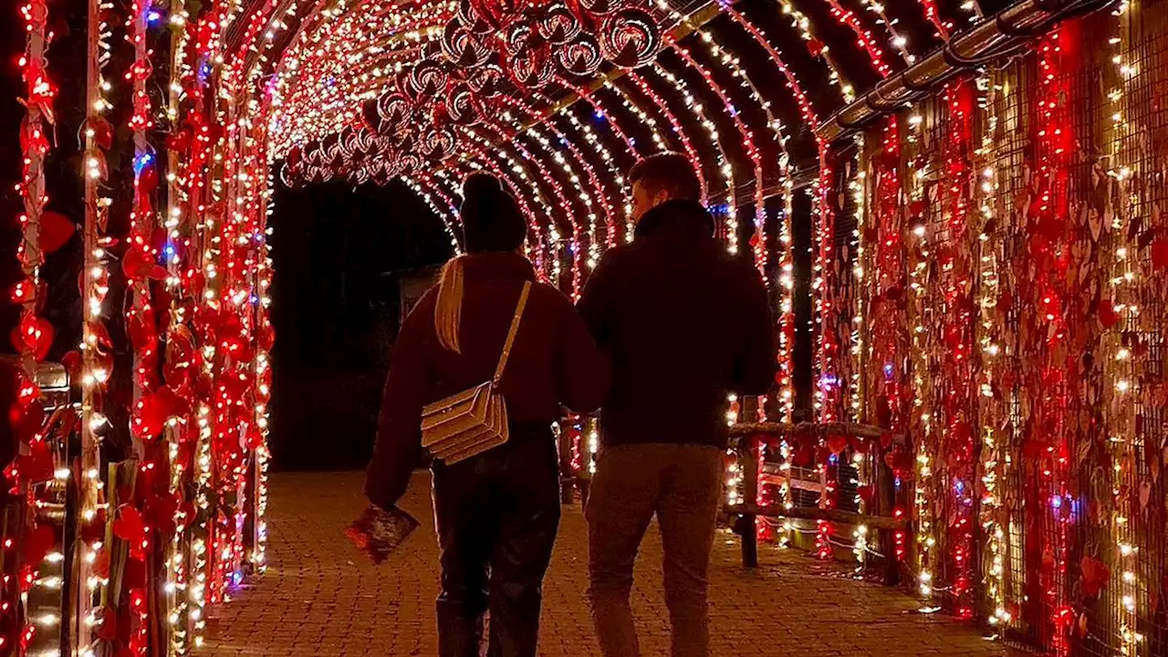 Derfor holder Aalborg Zoo fast i sin julebelysning