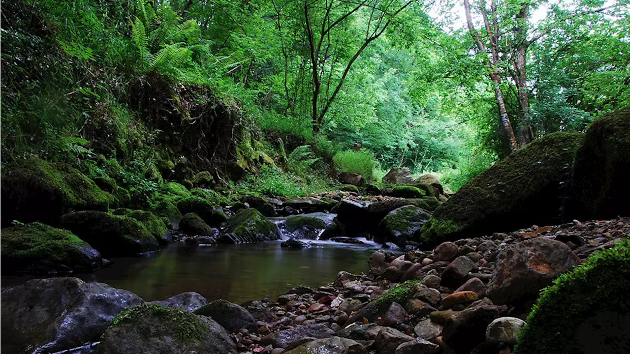 Pioneering Film Forest Program Launched by Spain’s Morena Films, Santander Government (EXCLUSIVE)