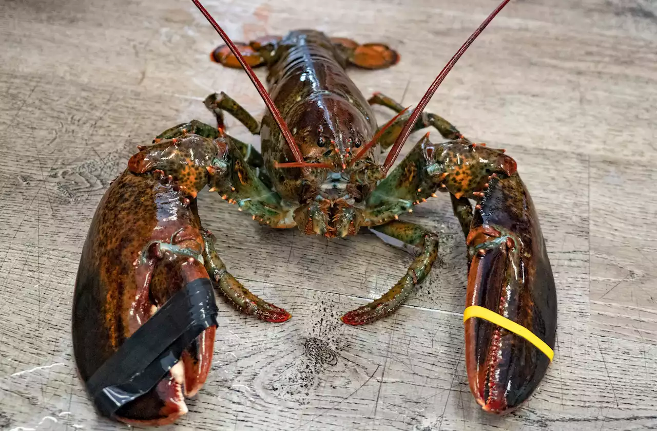 The Gulf of Maine is simmering, but its lobsters seem fine — for now