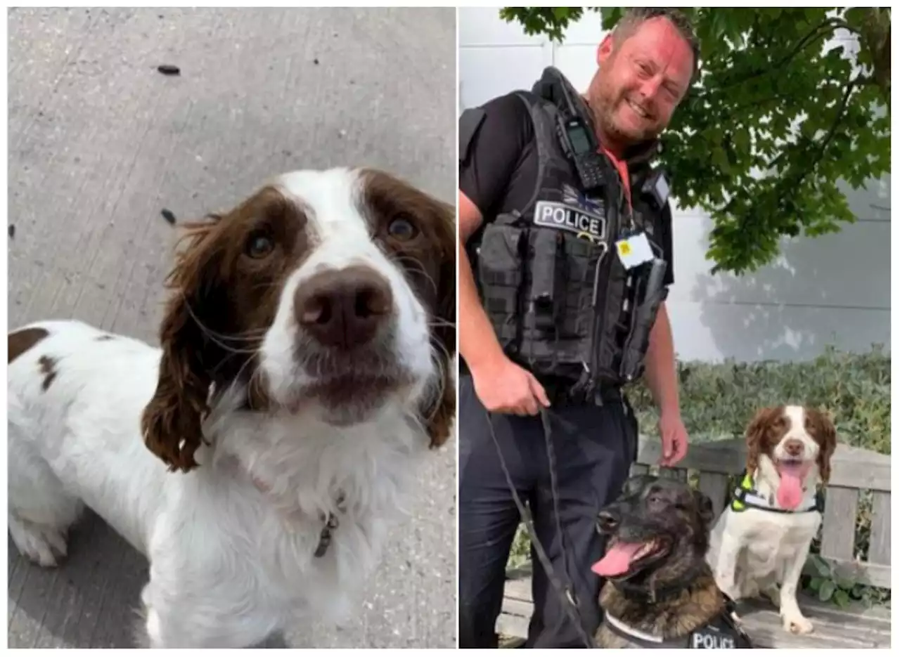 Police dog helps sniff out £1.5million of drugs following Yorkshire raids