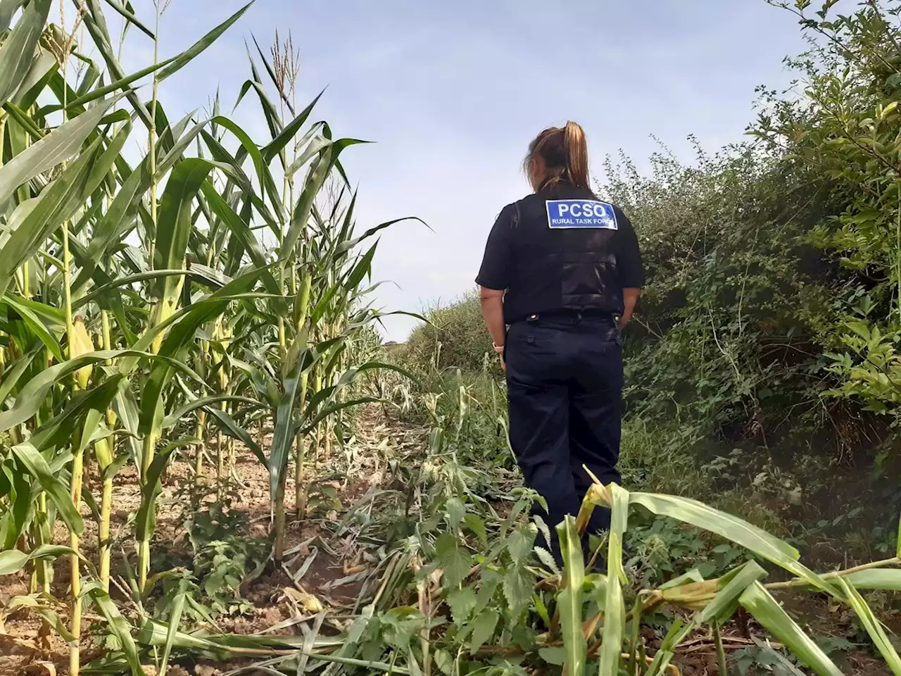 'They know their rights' - poachers getting around legal loopholes while causing chaos for farmers