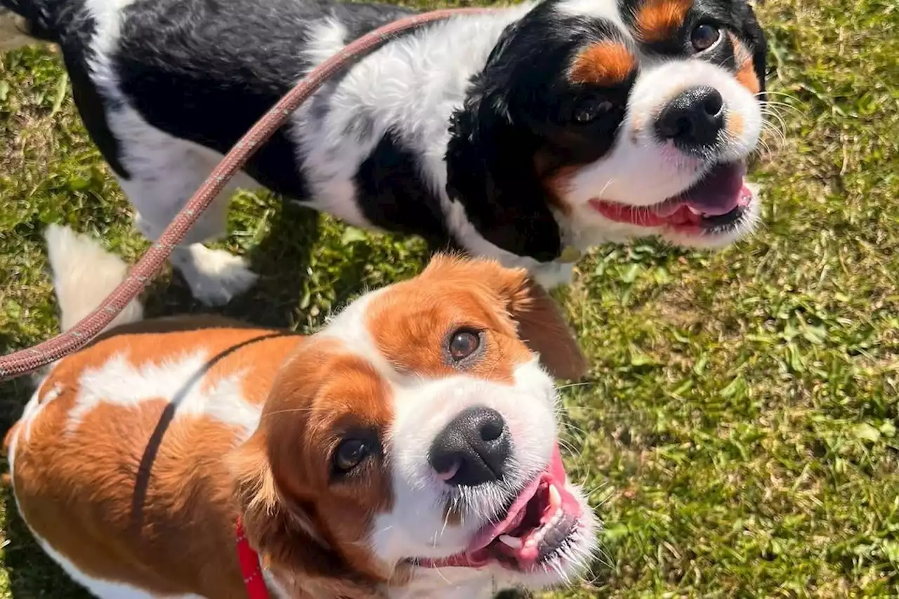 ‘We are now full’: Yorkshire dog charity taking in triple number of dogs due to cost of living