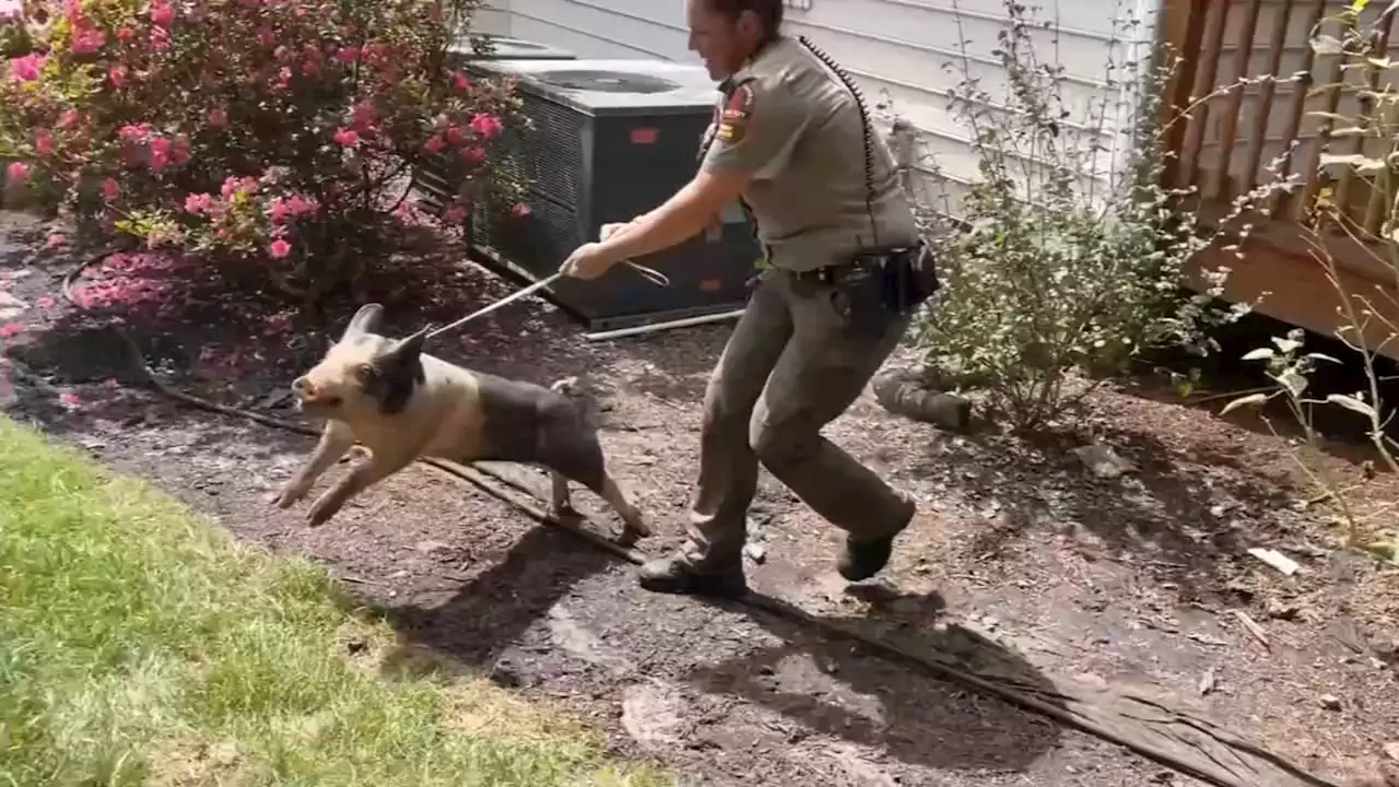 Pig captured after wandering loose for days through Raleigh, North Carolina neighborhoods