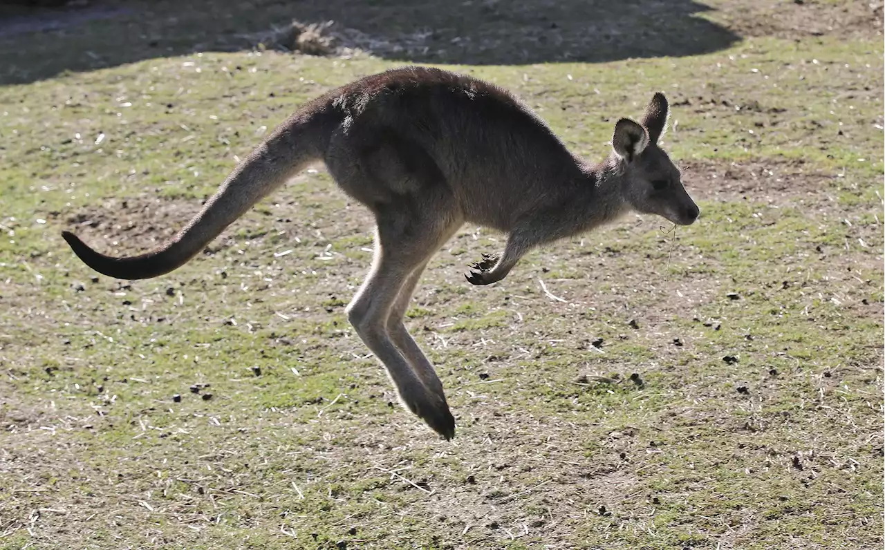 Australian man killed by kangaroo in rare fatal attack