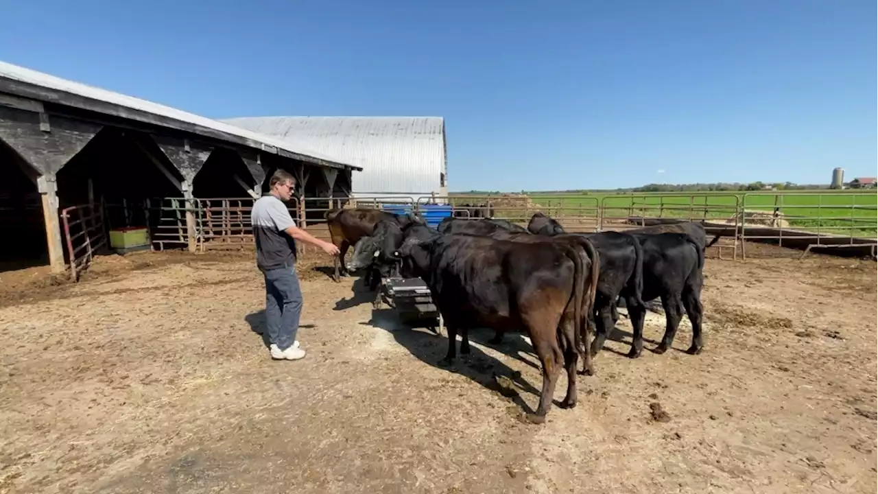 'A premium steak': Ottawa farmer raising Wagyu beef