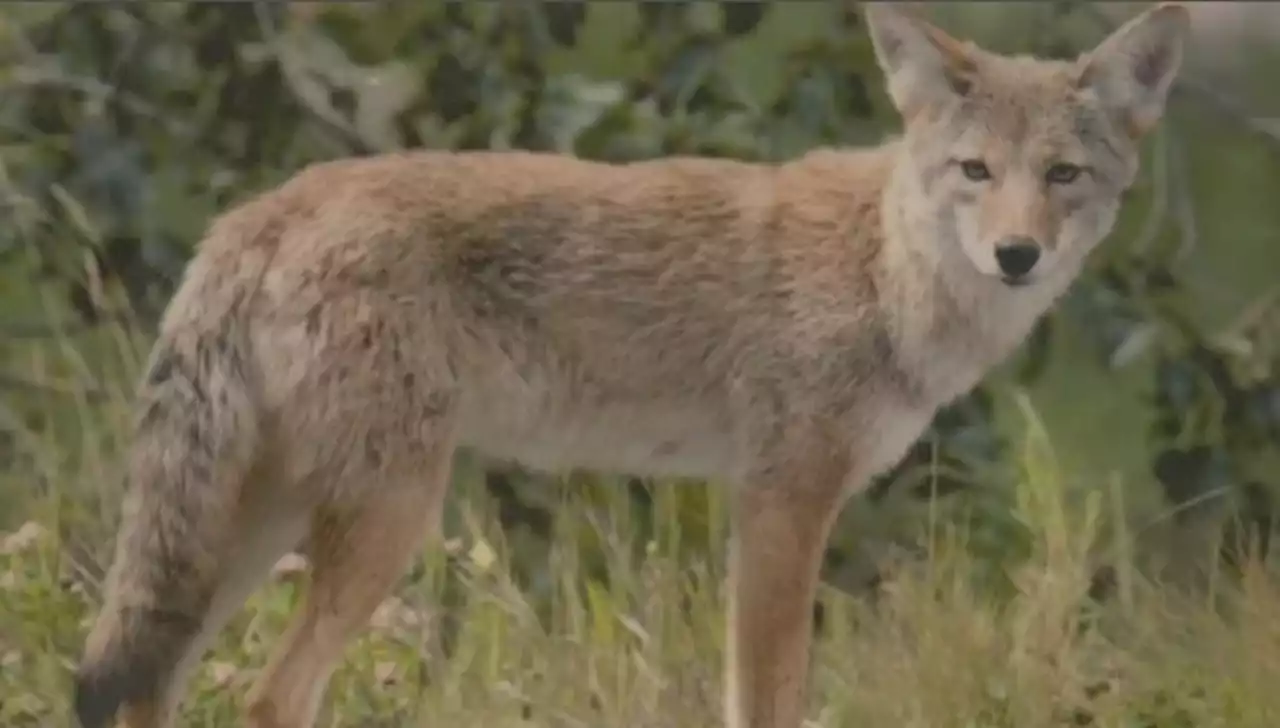 Ottawa hiring private contractor to track coyotes after dog killed in Riverside Park South