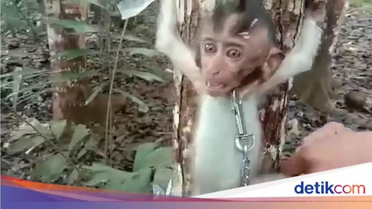 Monyet dan Lutung Diamankan Polisi dari Pemuda Kejam