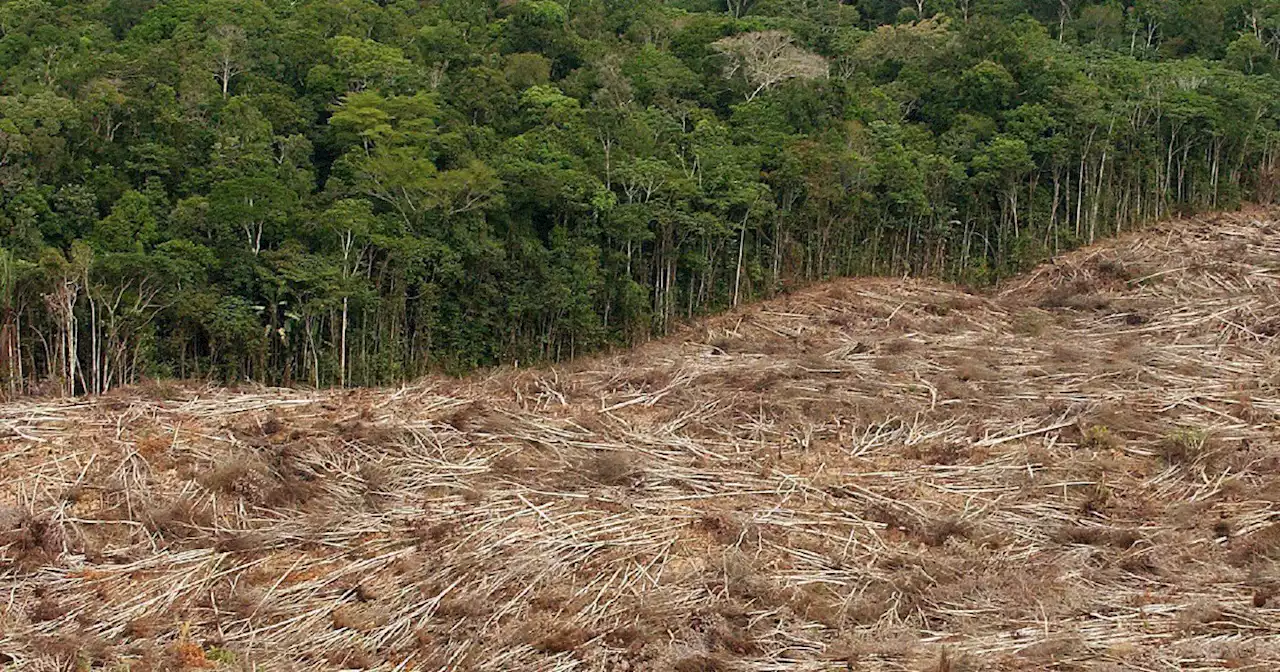 Deforestazione, l'azione distruttiva delle miniere. Lo studio: 'Fino al 58% di perdita di vegetazione attribuibile all'attività industriale' - Il Fatto Quotidiano