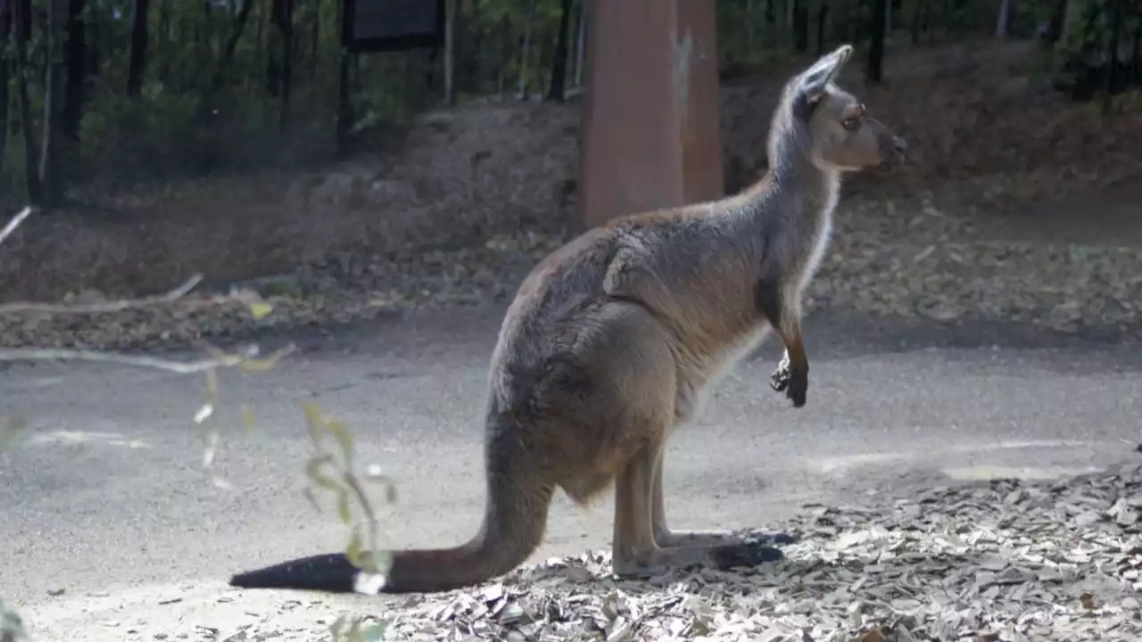 Australian man killed by kangaroo, first fatal attack in over 85 years