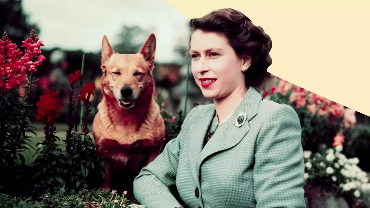 Where will Queen Elizabeth’s corgis live now?