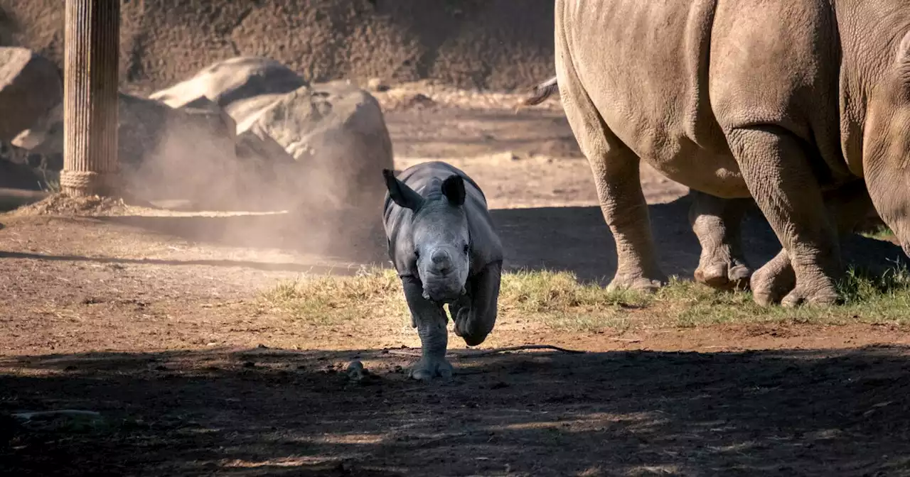 San Diego rhino birth may help another nearly extinct rhino species