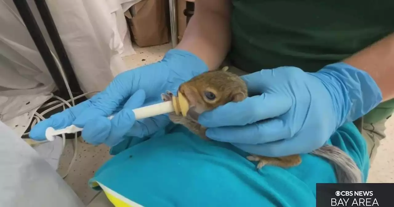 Wildlife rescue in San Jose sees influx of injured baby squirrels after record heat