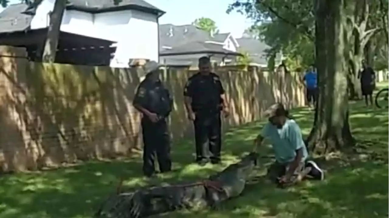 Gator wrangler recalls intense struggle removing massive 10.7-foot beast from Katy neighborhood