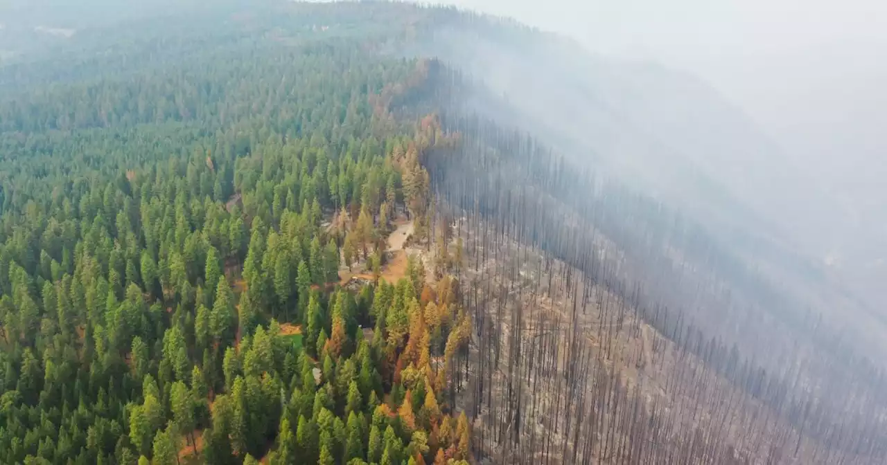 Mosquito fire nears 50,000 acres as 'historically dry' brush, new wind pattern fuel blaze west of Tahoe