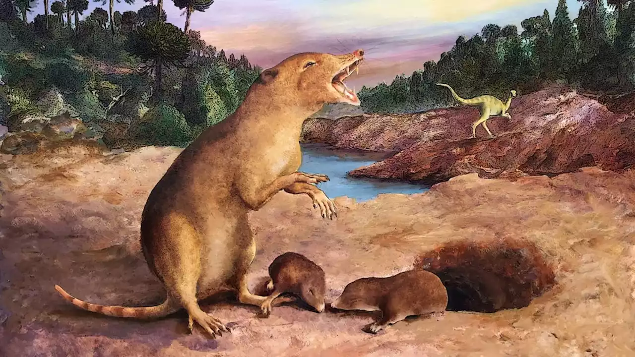 Mammals lived alongside some of the earliest dinosaurs, controversial study claims