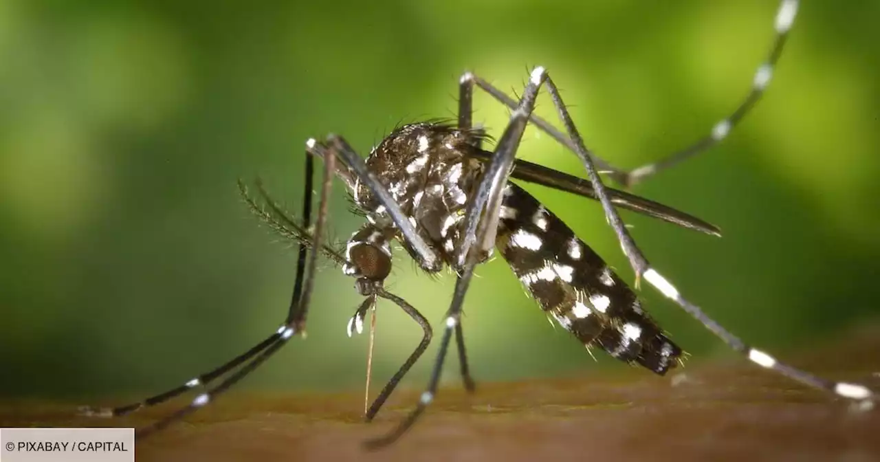 Moustique tigre : les autorités alertent sur le risque de dengue en métropole