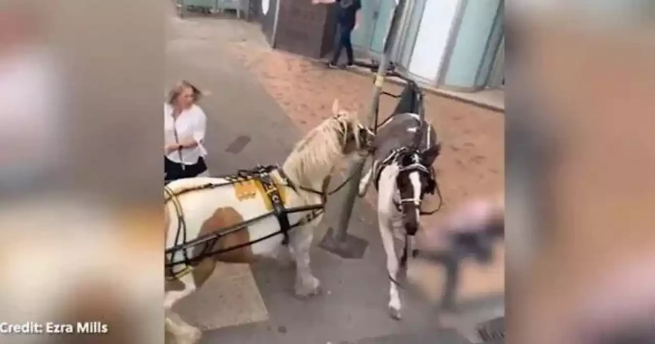 Terrified Blackpool tourists flee as horse bolts down busy road