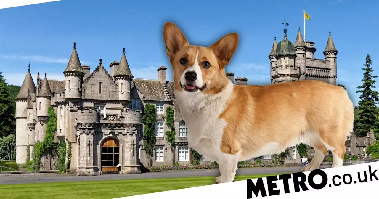 Queen's corgi was once 'nearly electrocuted' in Balmoral rescue