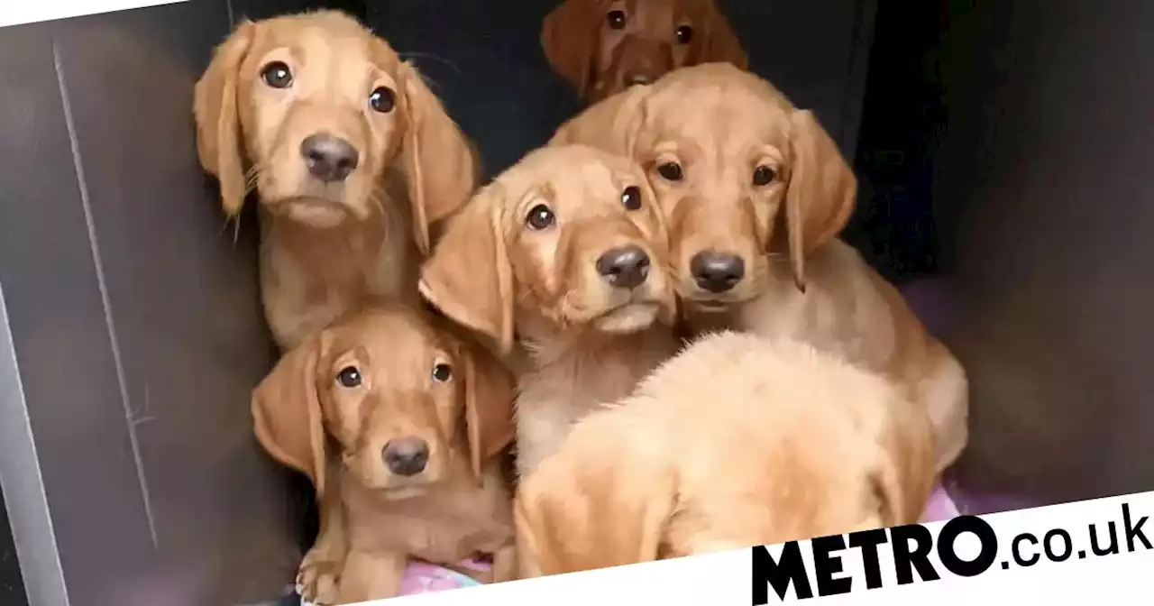 Seven Labrador pups ditched at side of road with nothing but woodchip for food