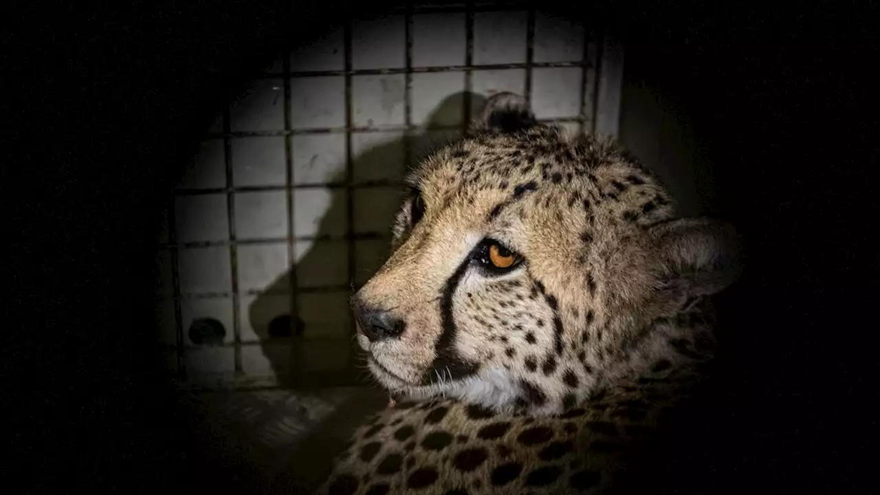 Inside the controversial plan to reintroduce cheetahs to India