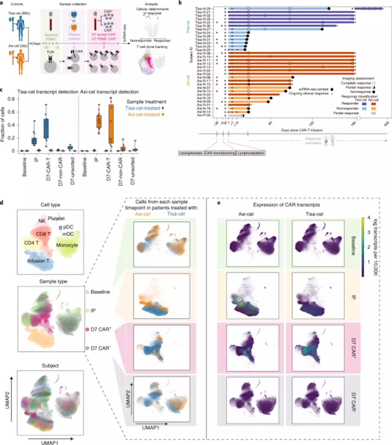 Distinct cellular dynamics associated with response to CAR-T therapy for refractory B cell lymphoma - Nature Medicine