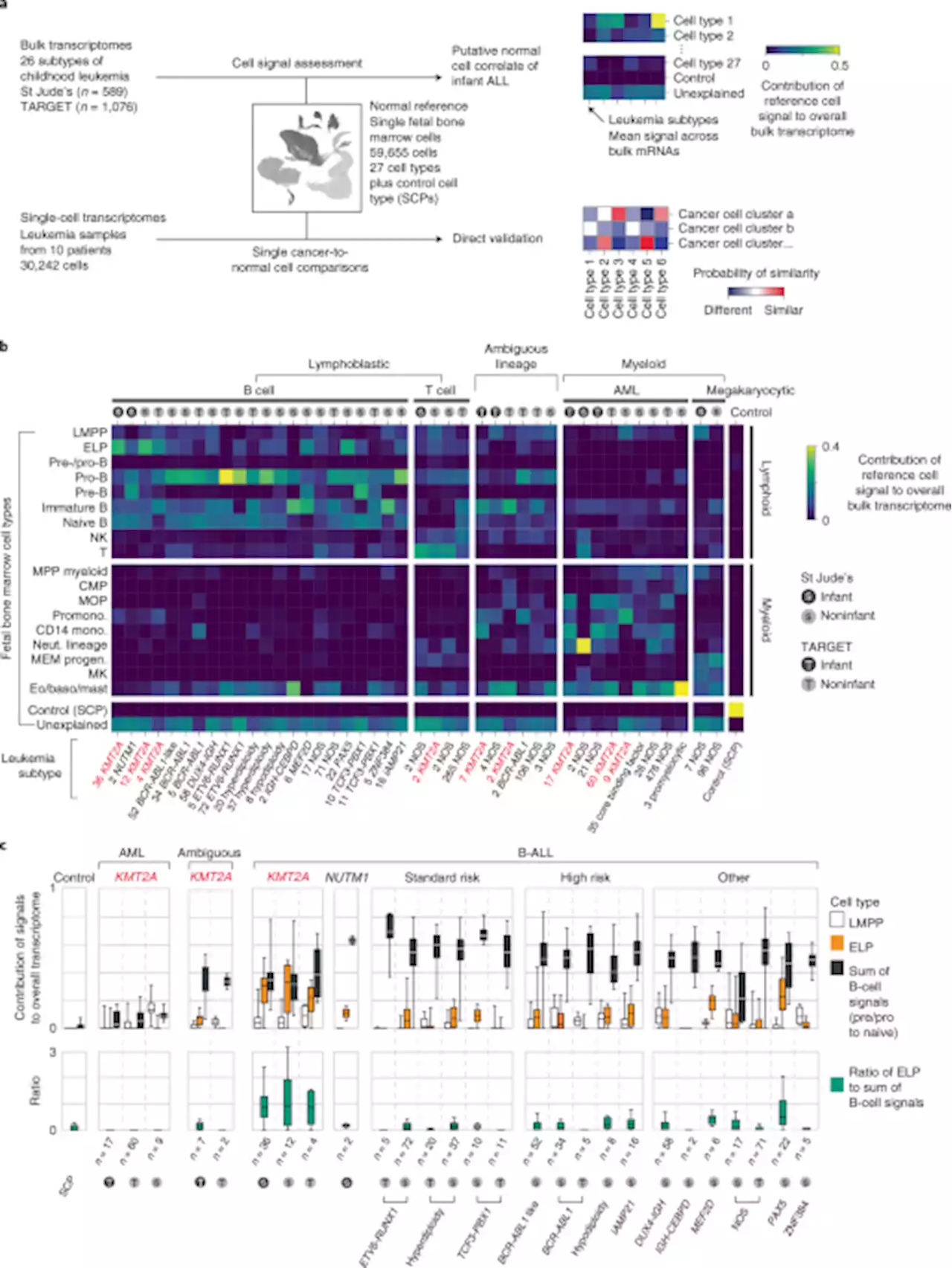 Single-cell transcriptomics reveals a distinct developmental state of KMT2A-rearranged infant B-cell acute lymphoblastic leukemia - Nature Medicine