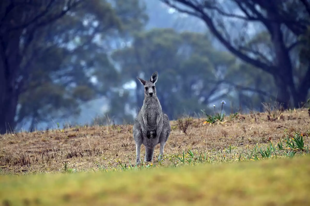 Australian Man Killed by Wild Kangaroo He Kept as a Pet, Police Say
