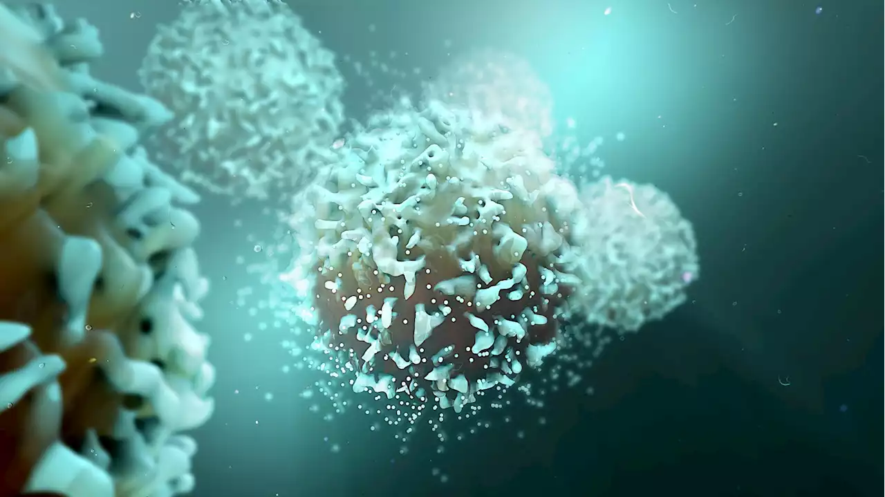 Mucosal vaccination triggers superior T cell response against SARS-CoV-2 variants