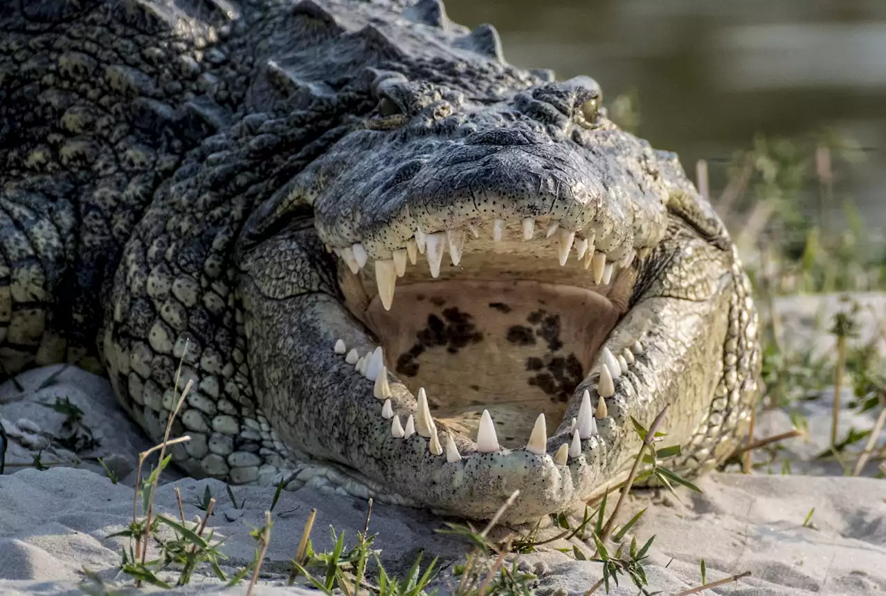 Texas hunter catches legendary 'man-eating dinosaur' crocodile on holiday