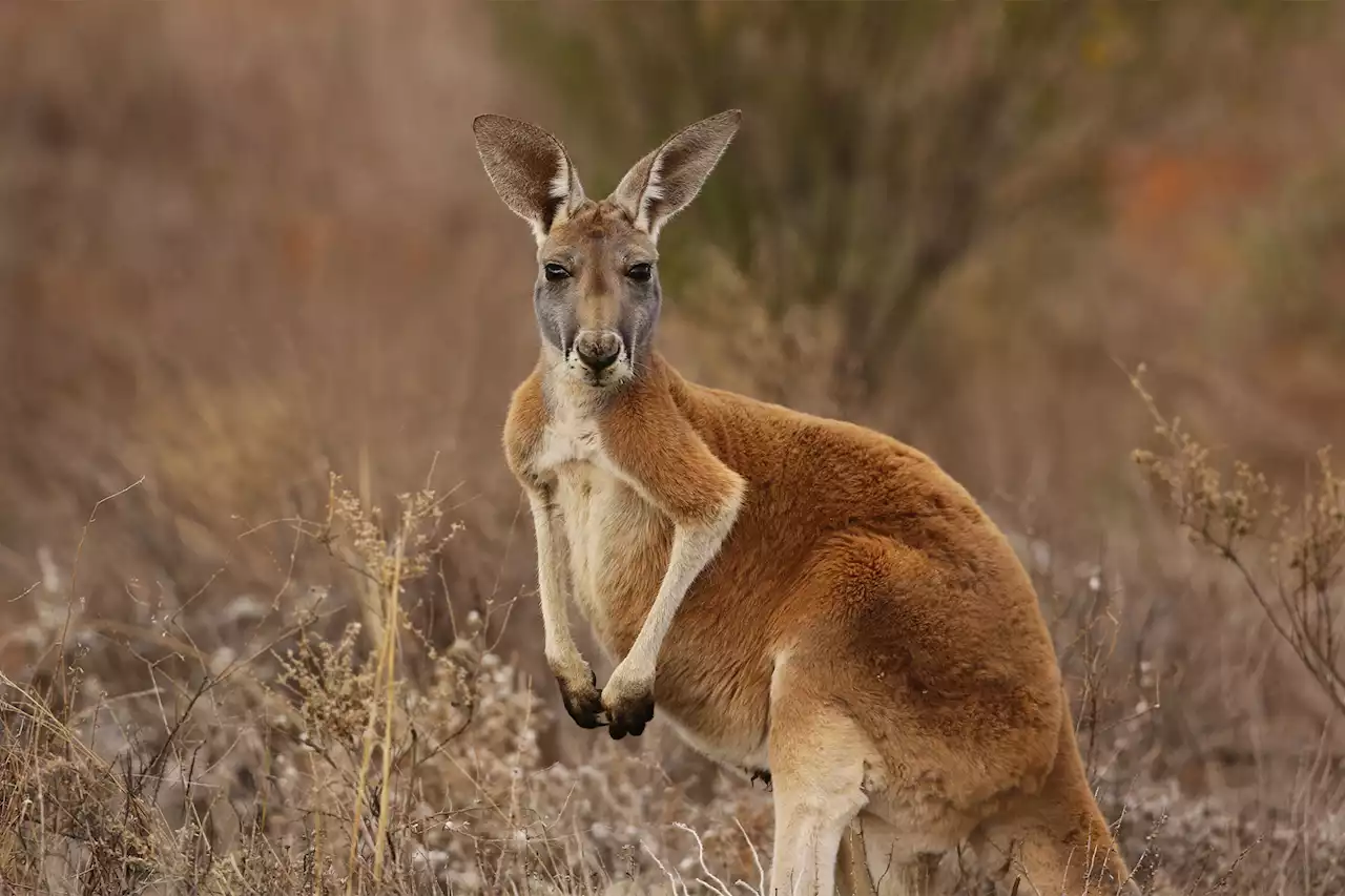 Australian man killed by wild kangaroo that was believed to be his pet