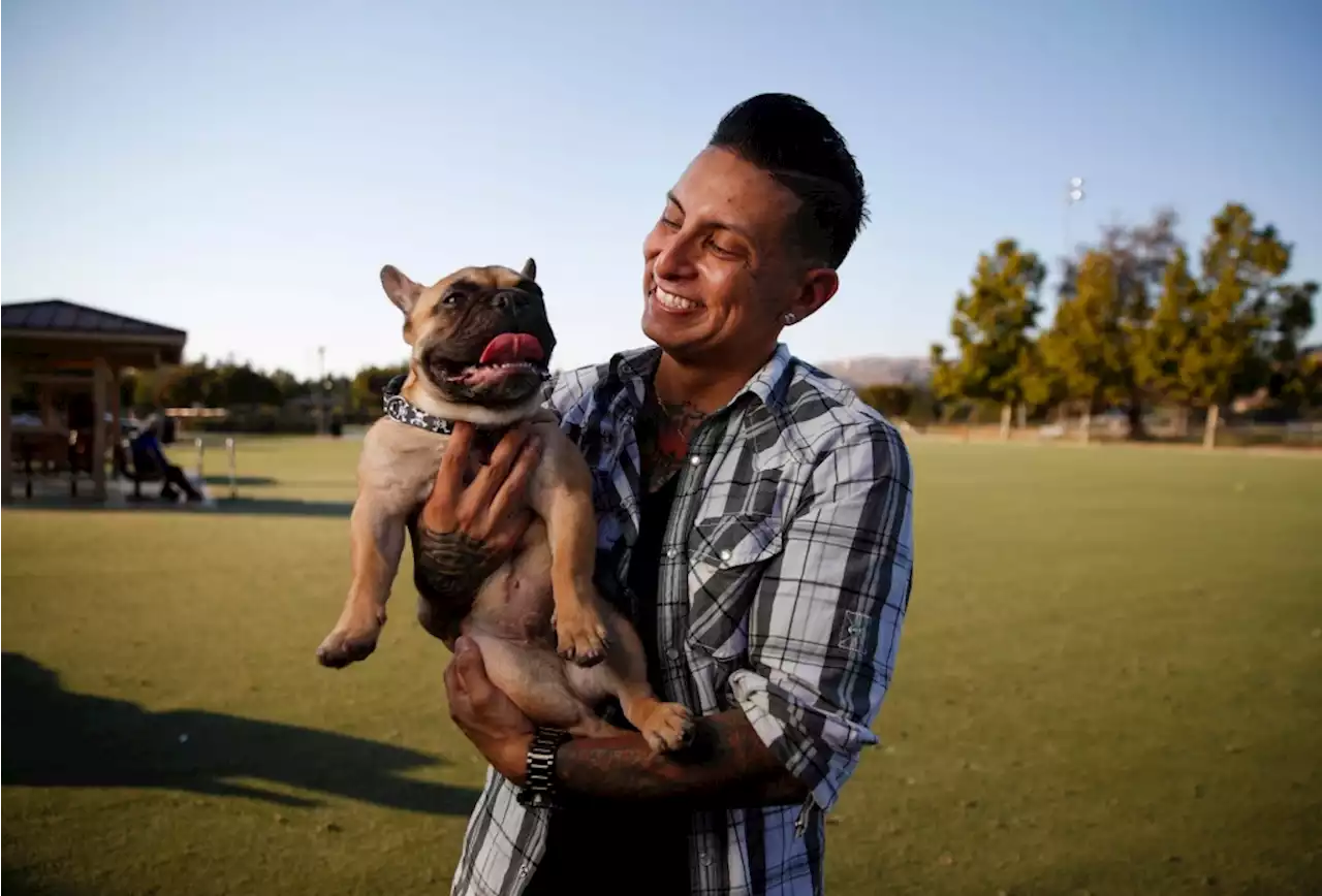 French bulldogs are way too popular with Bay Area thieves