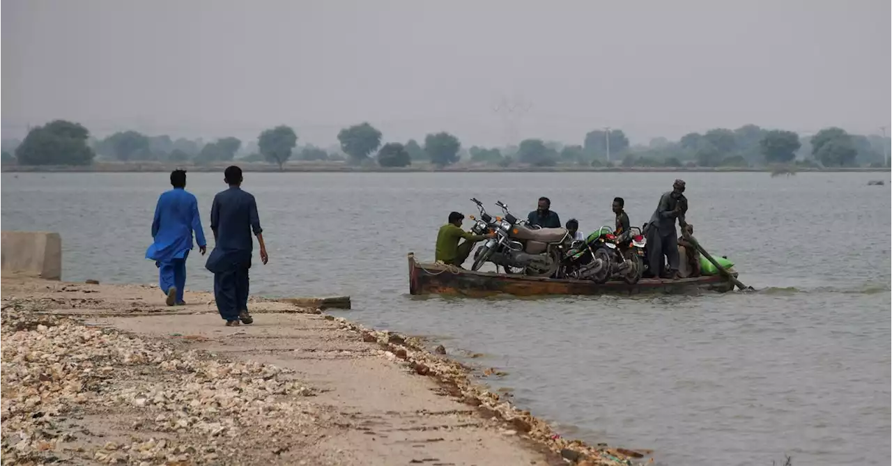 Fodder dries up for Pakistan's cattle as floodwaters stay high