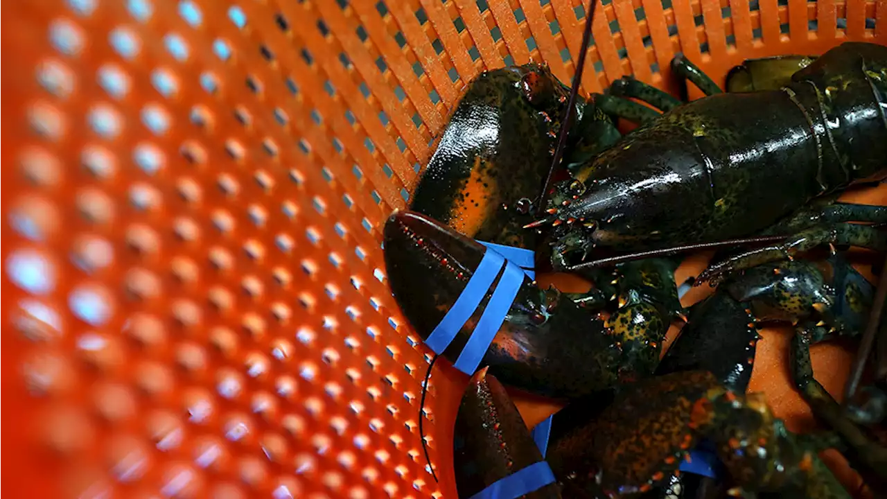 Enjoy Your Maine Lobster While You Can: Rising Water Temps May Make the Delicacy More Scarce